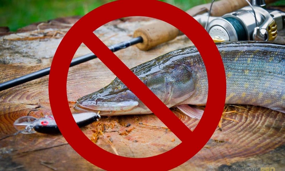 ВНИМАНИЕ НЕРЕСТ С 01 АПРЕЛЯ ПО 10 ИЮНЯ